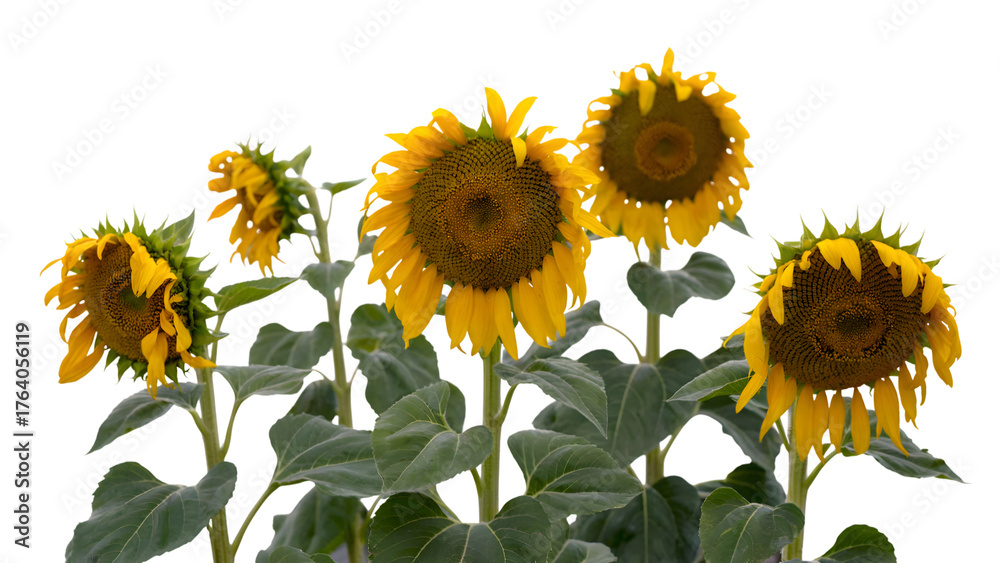 Fototapeta premium sunflowers in bloom. Isolated on transparent background, png