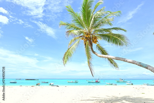 Coconut tree on the beach, Lakshadweep Island, beautiful small islands in Arabian sea. Beach