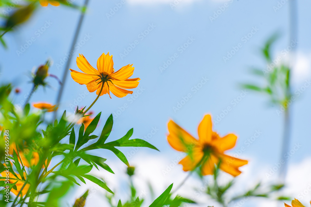 Obraz premium Yellow cosmos flower in beautiful park under the blue sky