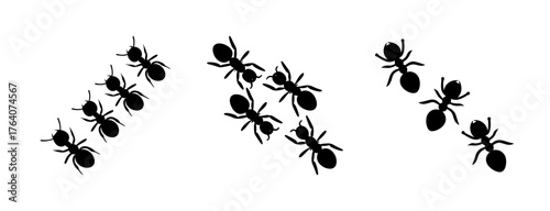 Several ants marching in lines showing insect behavior and teamwork natural elements