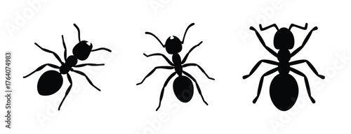 Three black ants silhouettes displayed side by side showing detailed insect anatomy for educational or design purposes