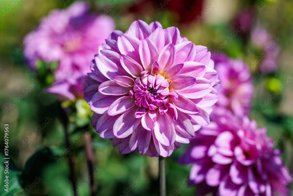Fototapeta premium Beautiful purple dahlia flowers blooming in the garden.