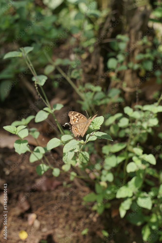 Fototapeta premium Close-up of a beautiful spotted brown butterfly perched peacefully on a lush green leaf amidst a verdant forest, highlighting the intricate details of insect life and the quiet charm of wildlife