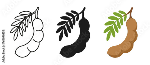 Vector Tamarind, 3 versions, outline, silhouette and colored