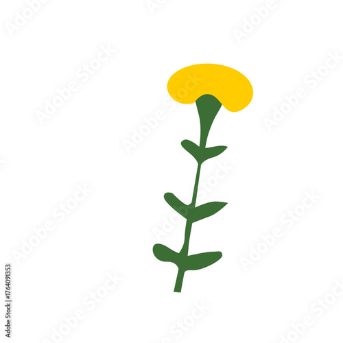 yellow flower isolated on white
