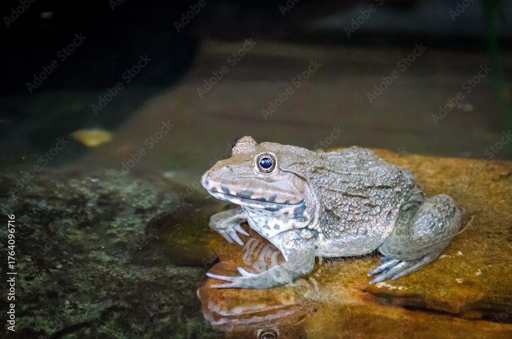 Obraz premium Exploring the Pond Habitat: The Vital Role of Frogs in Amphibian Wildlife and Their Impact on the Water Environment