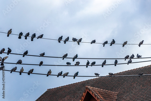 Many pigeons sitting on power pole and cables in Thailand.
