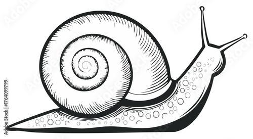Stylized Line Art Illustration of a Snail with Swirling Shell and Antennae