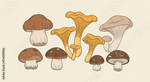 Variety of Edible Mushrooms - Chanterelles, Porcini, and Button Mushrooms.