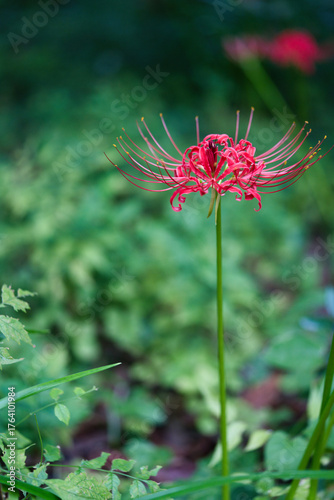 赤い彼岸花
