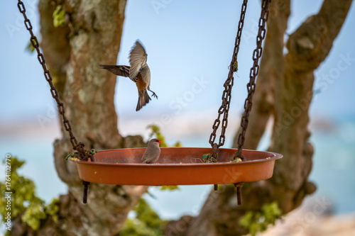 Astrilds ondulés et moineaux du Cap dans et autour d'une mangeoire à oiseaux
