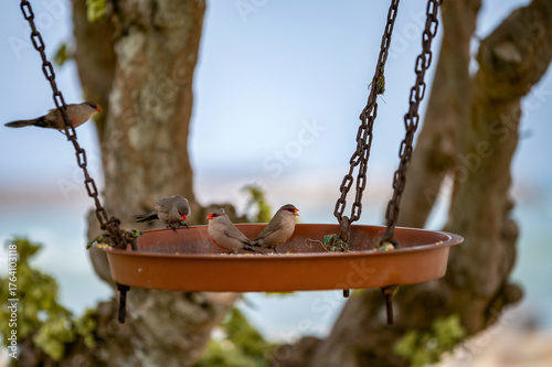 Astrilds ondulés dans une mangeoire à oiseaux