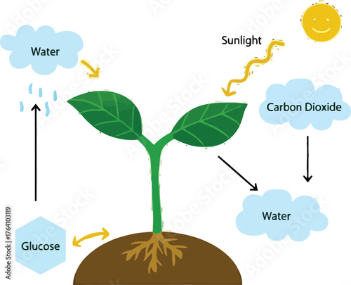 Explore the fascinating process of photosynthesis with sunlight, water, and carbon dioxide fueling plant growth, a crucial concept for science education
