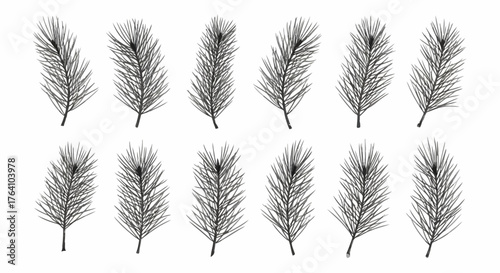 Wallpaper Mural Vector art of set of detailed handdrawn pine branches Torontodigital.ca