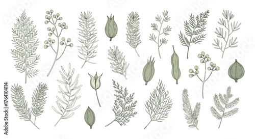Vector art of assortment of delicate botanical illustrations featuring various plants, leaves, and seed pods, , for natural or herbal themes