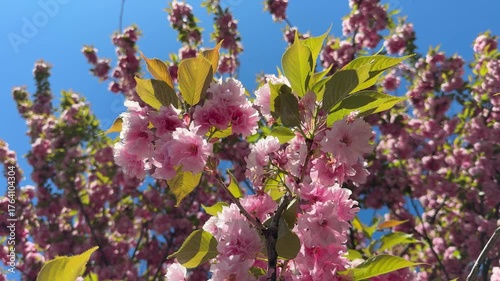 Pink flowers of sakura tree in the spring park.