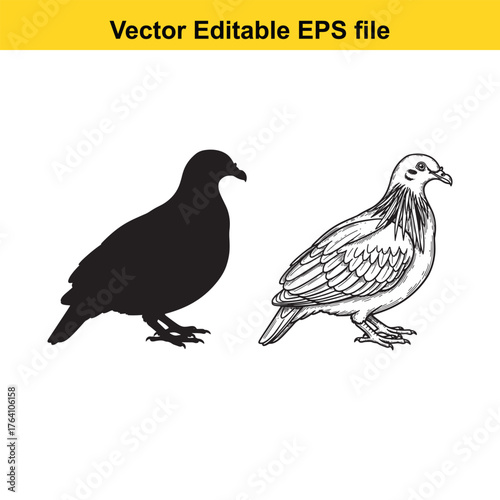 Vector art of silhouette and detailed drawing of a pigeon