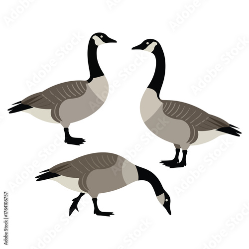 two canada geese