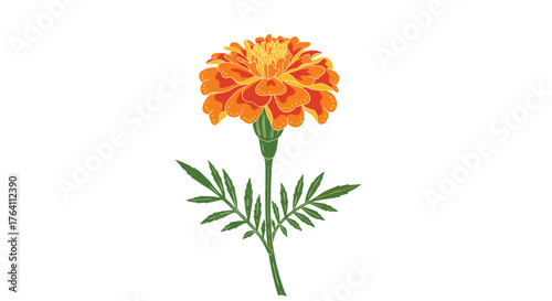 Vibrant Marigold Flower Blooming Brightly Against White Background.