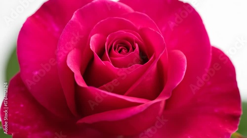 Close-Up of a Vibrant Red Rose Blooming in Natural Light