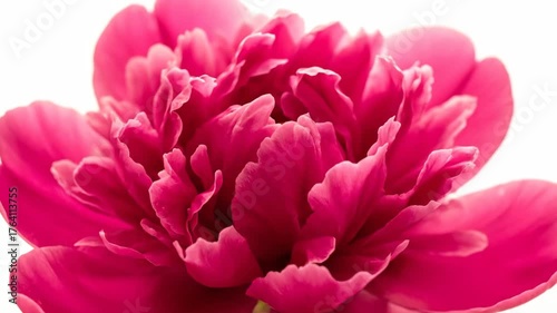 Close-Up of Beautiful Pink Flower Petals with Soft Background
