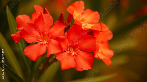 Bright Orange Oleander Flowers with Green Leaves in a Garden Setting