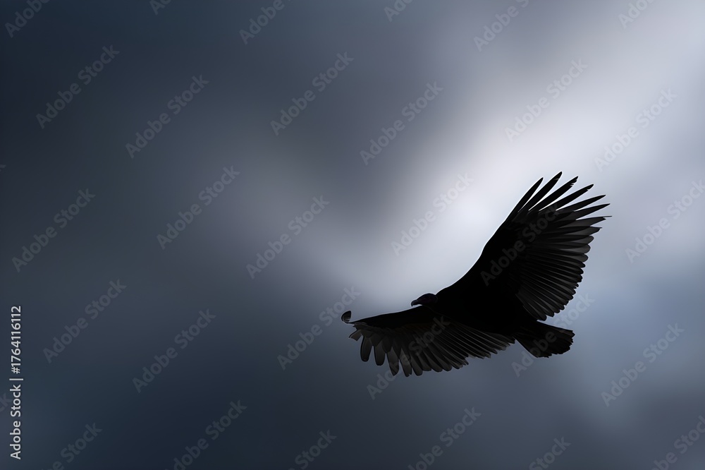 Fototapeta premium Vulture Wings Circling in Thermal Updraft Wildlife Photography Soaring Bird Predator Nature Landscape