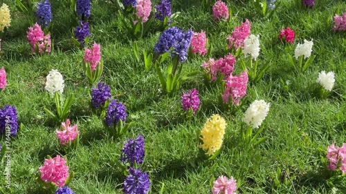Watering of hyacinth spring flowers in the garden.