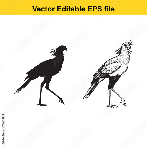 Vector art of secretary bird in silhouette and detailed drawing, walking