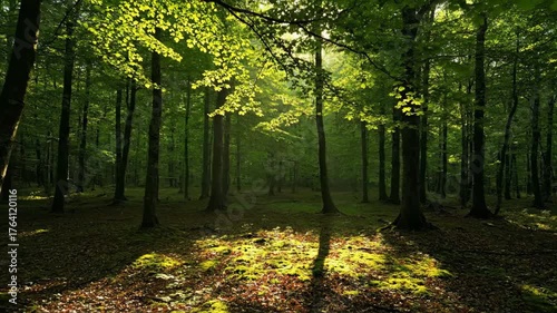 Mesmerizing timelapse capturing sunlight dappling through a dense forest canopy, with shadows slowly shifting across the forest floor planet, serenity, trees