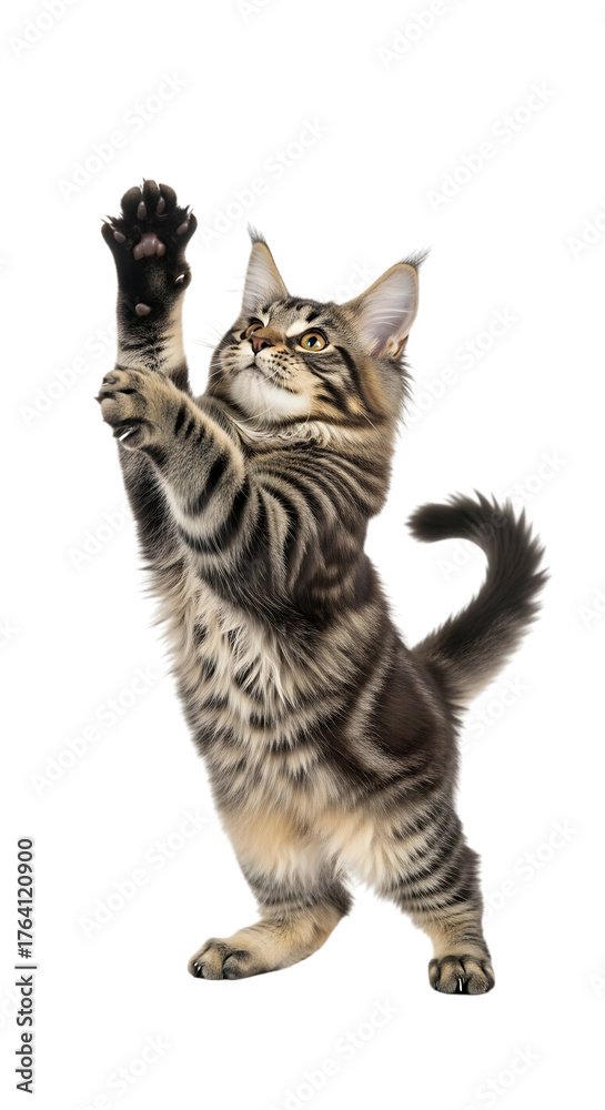 Fototapeta premium Maine coon kitten standing on hind legs isolated on transparent background