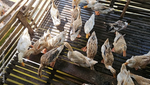Group of domestic ducks eating grains on a wooden floor inside a rural farm under natural sunlight.	