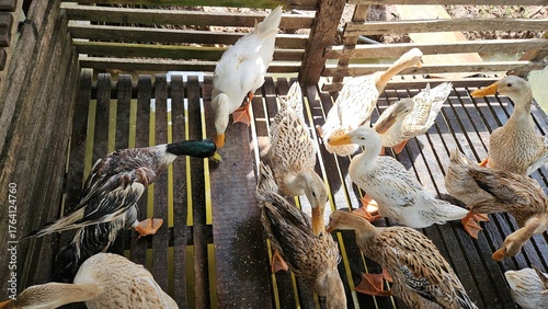 Group of domestic ducks eating grains on a wooden floor inside a rural farm under natural sunlight.	