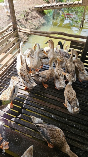 Group of domestic ducks eating grains on a wooden floor inside a rural farm under natural sunlight.	