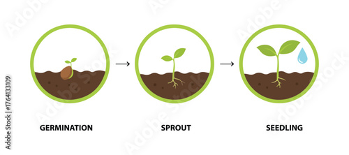 Stages of plant growth, seedlings. The process of seed germination from the soil. Gardening and growing plants. Flat vector graphic illustration.

