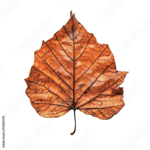 A single, dried, brown leaf with visible veins and a white background.
