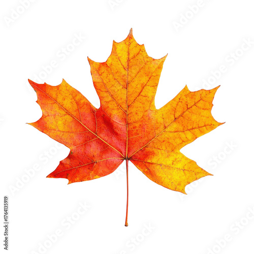 A single maple leaf with vibrant autumn colors against a white background.