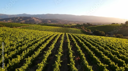 Expansive Vineyard Landscape with Rows of Grapevines at Sunset