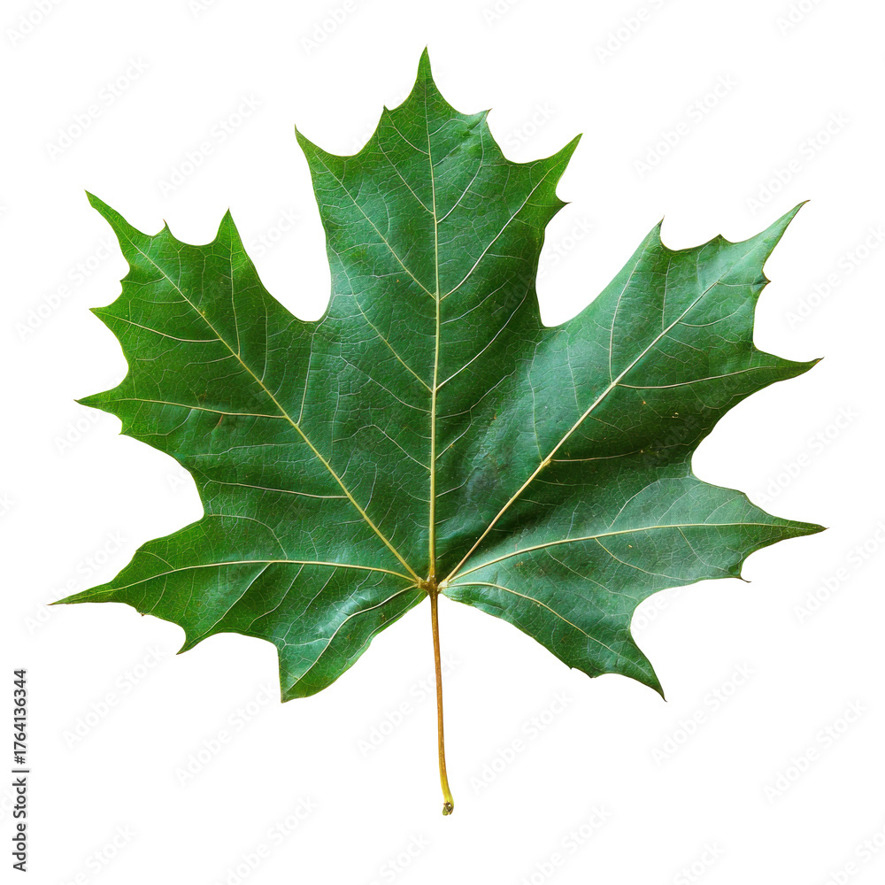 Fototapeta premium A green maple leaf against a white background.