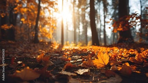 Wallpaper Mural Sunlit autumn forest floor covered in fallen leaves with trees and dappled light Torontodigital.ca