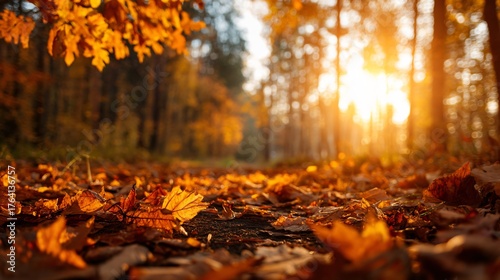 Wallpaper Mural Warm autumn sun filters through trees illuminating fallen orange leaves on a forest path Torontodigital.ca