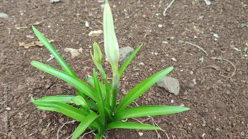 Fresh growing crinicum plant