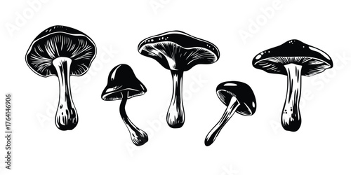 Sketch Vector Set of Various Mushroom Types