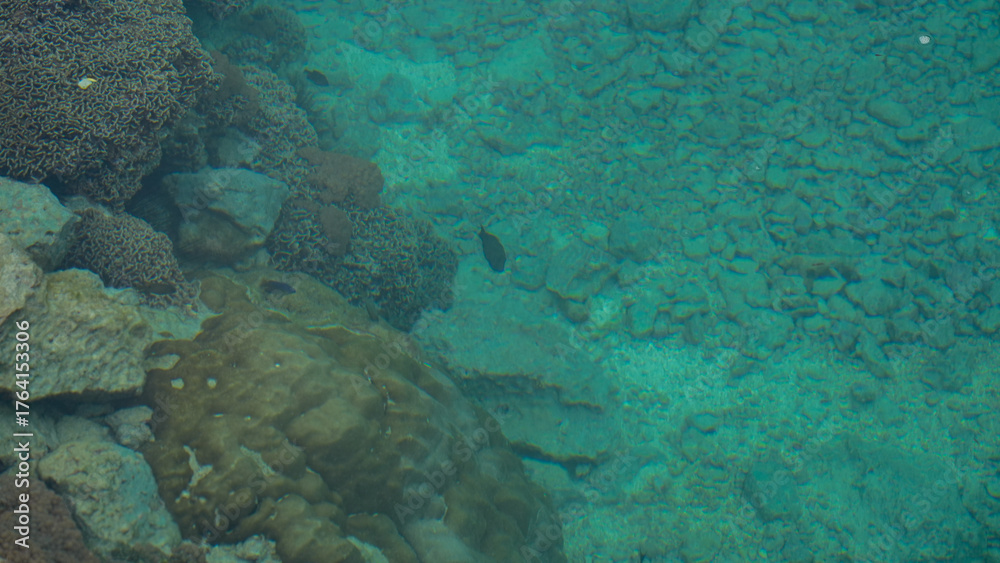 Fototapeta premium Coral reef and tropical fish underwater in clear blue sea