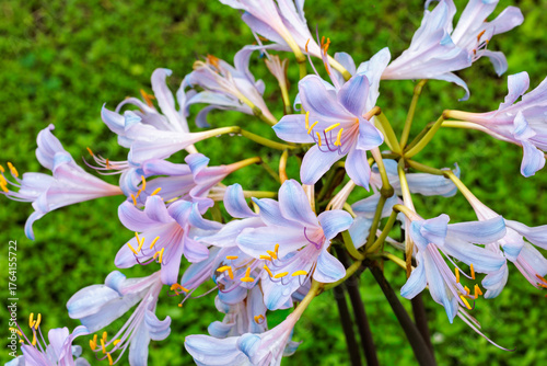 Tableau sur toile Blue-pink licorice squamigera flowers blooming in the autumn garden