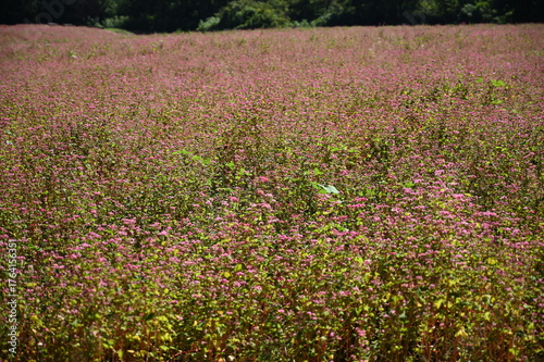Wallpaper Mural 赤蕎麦の里 Torontodigital.ca