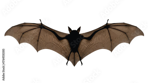 Isolated bat with wings spread a nocturnal mammal on a white background perfect for Halloween or wildlife projects