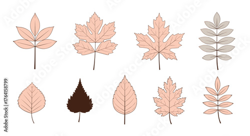 Autumnal Leaves Collection: Diverse Foliage Illustrations on White Background.