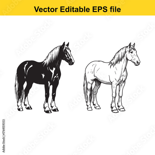 Vector art of two horses, one black and one white, standing side by side, vector illustration