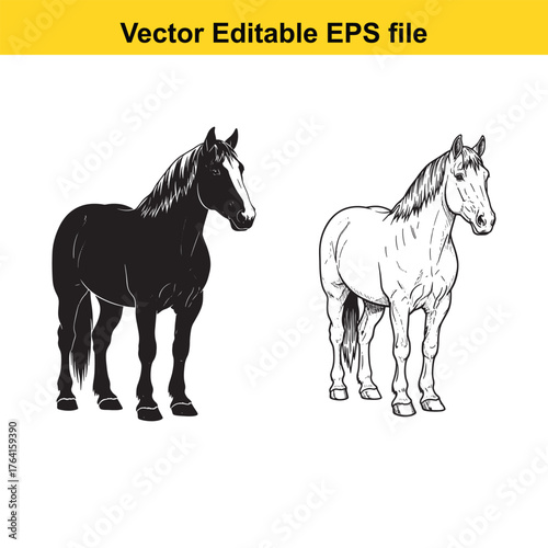 Vector art of two horses, one black and one white, standing side by side, vector illustration